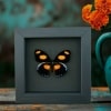 Catonephele numilia Butterfly Grecian Shoemaker Framed Taxidermy Moonlight Display