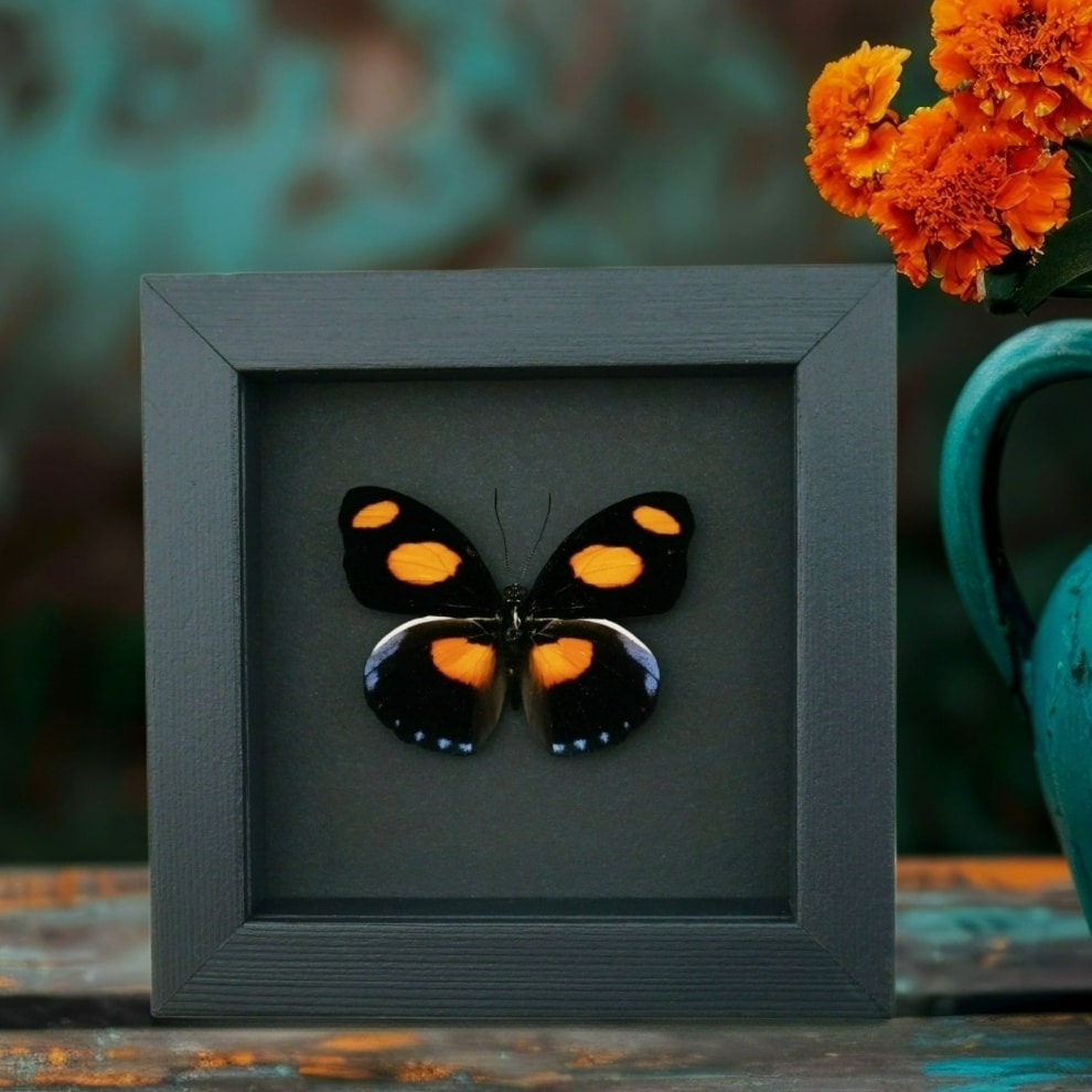 Catonephele numilia Butterfly Grecian Shoemaker Framed Taxidermy Moonlight Display