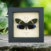 Eterusia repleta Female Day Flying Moth Framed Taxidermy Display