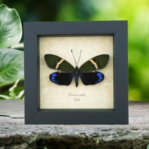Eterusia repleta Female Day Flying Moth Framed Taxidermy Display
