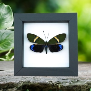 Eterusia repleta Female Moth Real Framed Taxidermy Classic Black Display