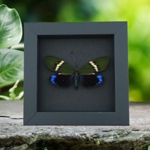 Eterusia repleta Female Moth Framed Day Flying Moth Taxidermy Moonlight Display