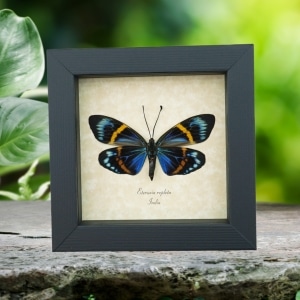 Real Framed Eterusia repleta Female Verso Day Moth Taxidermy Display