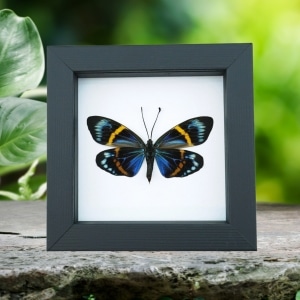 Framed Forester Moth Eterusia repleta Female Taxidermy Classic Black Display
