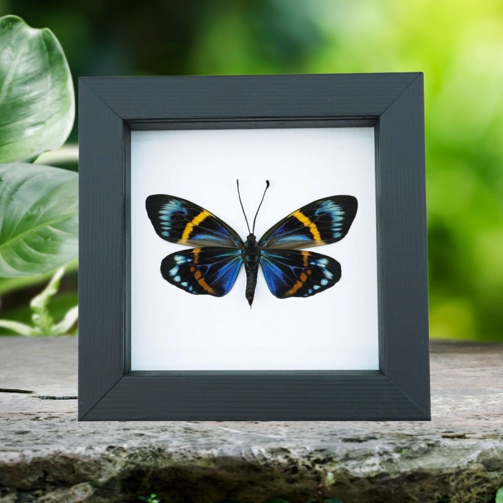 Framed Forester Moth Eterusia repleta Female Taxidermy Classic Black Display