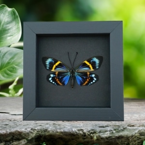 Eterusia repleta Female Verso Moth Framed Day Flying Moth Taxidermy Moonlight Display