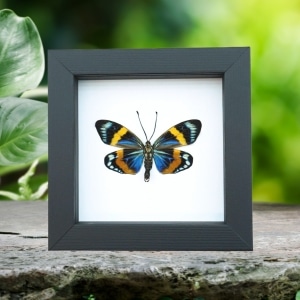 Framed Forester Moth Eterusia repleta Taxidermy Classic Black Display