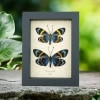 Eterusia repleta Pair Verso Framed Day Flying Moth Taxidermy Display