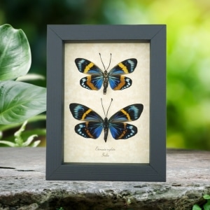 Eterusia repleta Pair Verso Framed Day Flying Moth Taxidermy Display