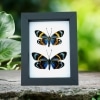 Eterusia repleta Pair Verso Framed Day Flying Moth Taxidermy Classic Black Display