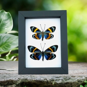 Eterusia repleta Pair Verso Framed Day Flying Moth Taxidermy Classic Black Display