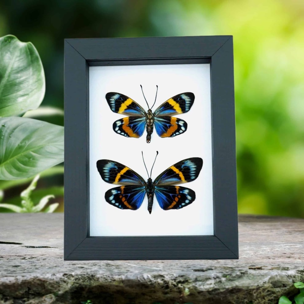 Eterusia repleta Pair Verso Framed Day Flying Moth Taxidermy Classic Black Display