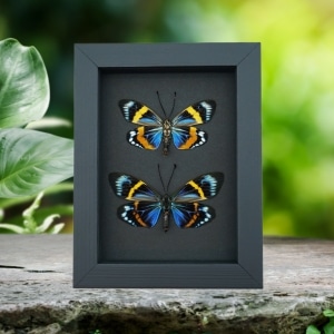 Eterusia repleta Pair Verso Framed Day Flying Moth Taxidermy Moonlight Display