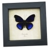Eunica alpais Electric Blue Butterfly Real Framed Taxidermy Display
