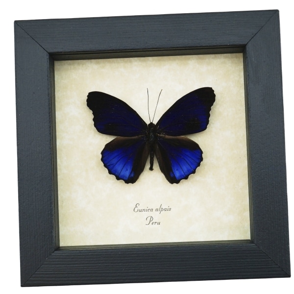 Eunica alpais Electric Blue Butterfly Real Framed Taxidermy Display