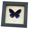 Eunica alpais Electric Blue Butterfly Real Framed Taxidermy Display