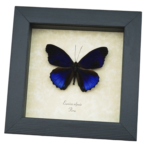 Eunica alpais Electric Blue Butterfly Real Framed Taxidermy Display