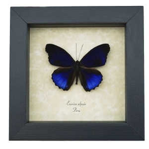 Eunica alpais Electric Blue Butterfly Real Framed Taxidermy Display