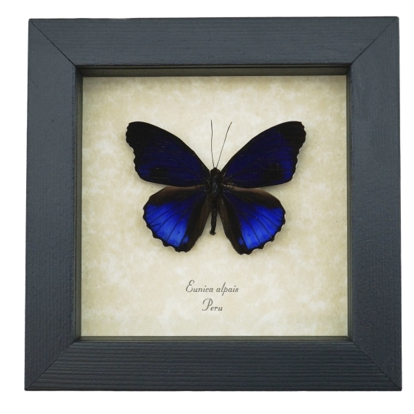 Eunica alpais Electric Blue Butterfly Real Framed Taxidermy Display
