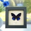 Eunica alpais Electric Blue Butterfly Real Framed Taxidermy Display