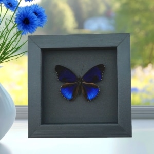 Eunica alpais Electric Blue Butterfly Real Framed Taxidermy Moonlight Display