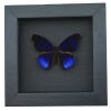 Eunica alpais Electric Blue Butterfly Real Framed Taxidermy Moonlight Display