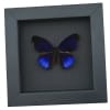 Eunica alpais Electric Blue Butterfly Real Framed Taxidermy Moonlight Display