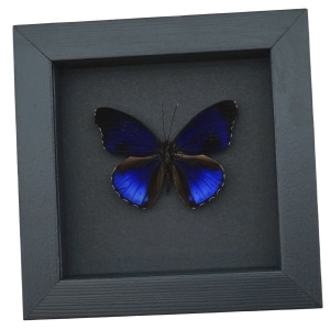 Eunica alpais Electric Blue Butterfly Real Framed Taxidermy Moonlight Display
