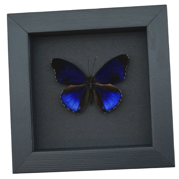 Eunica alpais Electric Blue Butterfly Real Framed Taxidermy Moonlight Display