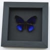 Eunica alpais Electric Blue Butterfly Real Framed Taxidermy Moonlight Display