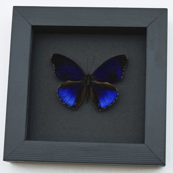 Eunica alpais Electric Blue Butterfly Real Framed Taxidermy Moonlight Display