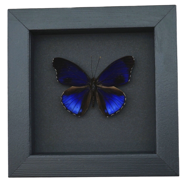 Eunica alpais Electric Blue Butterfly Real Framed Taxidermy Moonlight Display