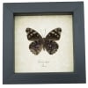 Eunica alpais Verso Butterfly Real Framed Taxidermy Display