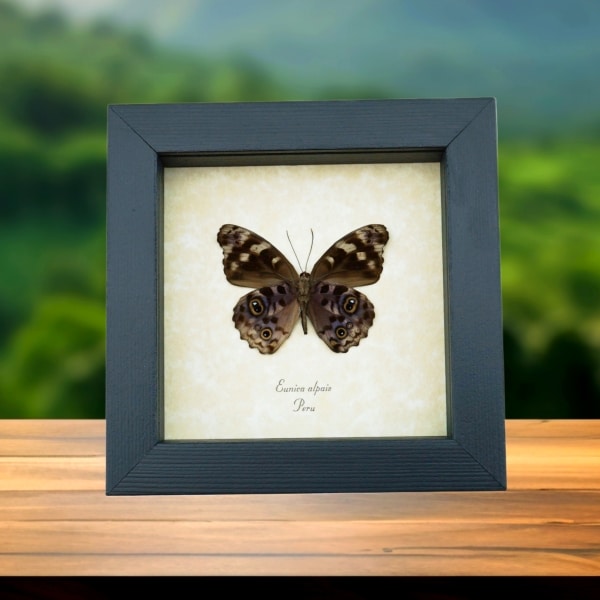 Eunica alpais Verso Butterfly Real Framed Taxidermy Display