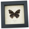 Eunica alpais Verso Butterfly Real Framed Taxidermy Display