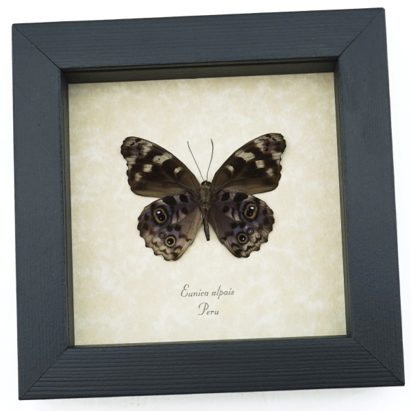 Eunica alpais Verso Butterfly Real Framed Taxidermy Display