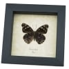 Eunica alpais Verso Butterfly Real Framed Taxidermy Display