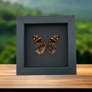 Eunica alpais Verso Butterfly Real Framed Taxidermy Moonlight Display