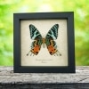 Real Framed Sunset Moth Urania Rhipheus Female Verso Taxidermy Display