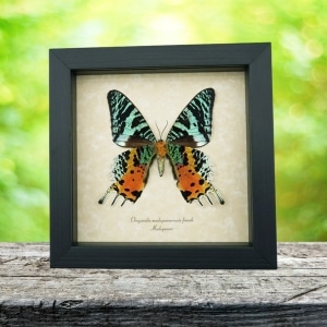 Real Framed Sunset Moth Urania Rhipheus Female Verso Taxidermy Display