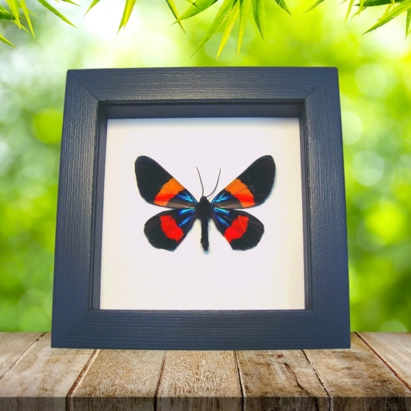 Milionia drucei verso Framed Day Flying Moth Taxidermy Classic Black Display