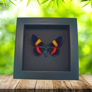 Milionia drucei Real Framed Day Flying Moth Taxidermy Moonlight Display