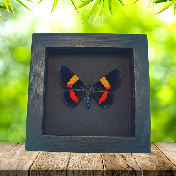 Milionia drucei Real Framed Day Flying Moth Taxidermy Moonlight Display