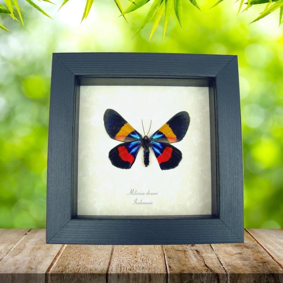 Milionia drucei verso Framed Day Flying Moth Taxidermy Display Milionia drucei verso Framed Day Flying Moth Taxidermy Display