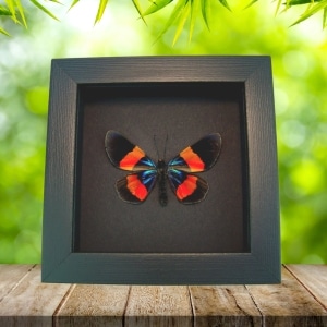 Milionia drucei Verso Day Moth Framed Taxidermy Moonlight Display