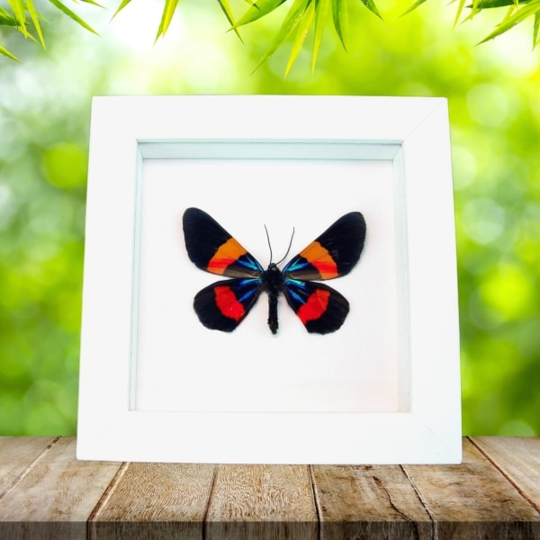 Milionia drucei verso Framed Day Flying Moth Taxidermy Vibrant White Display
