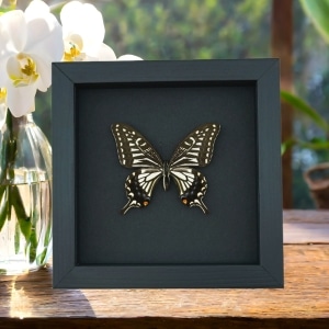 Papilio xuthus Female Hawaii Butterfly Framed Taxidermy Moonlight Display