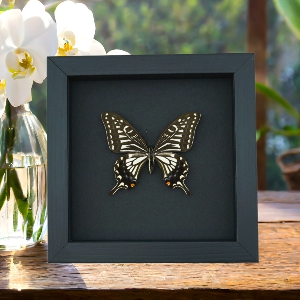 Papilio xuthus Female Hawaii Butterfly Framed Taxidermy Moonlight Display