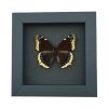 Nymphalis Antiopa Mourning Cloak Butterfly Real Framed Taxidermy Moonlight Display