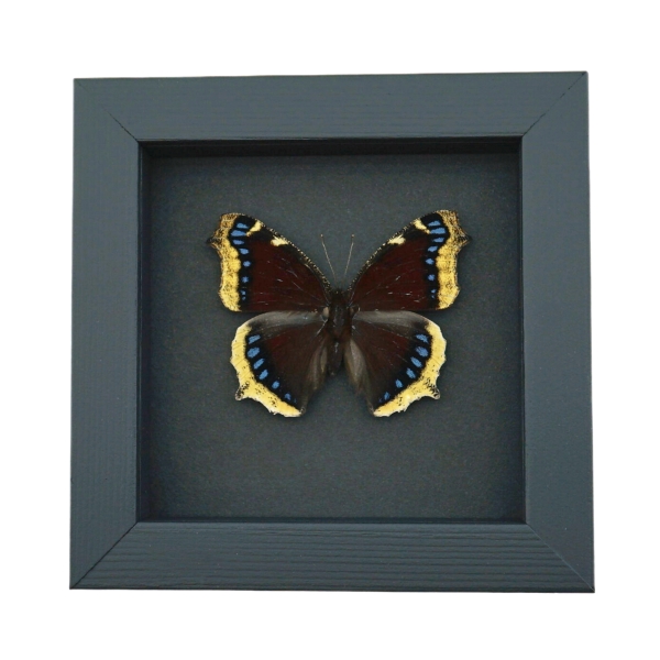 Nymphalis Antiopa Mourning Cloak Butterfly Real Framed Taxidermy Moonlight Display
